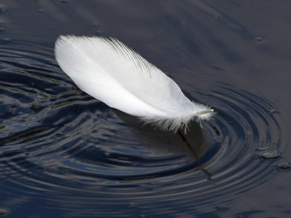 Feather2.jpg