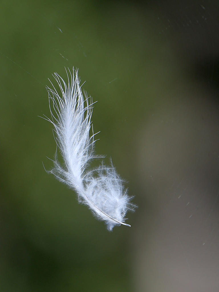 Feather3.jpg