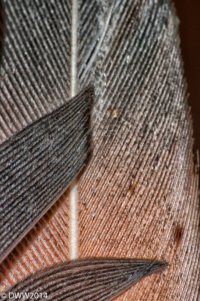 feather_.jpg