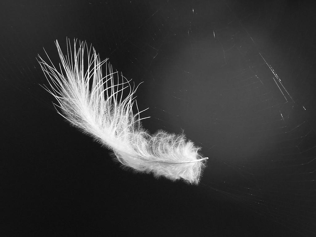 FeatherBW.jpg