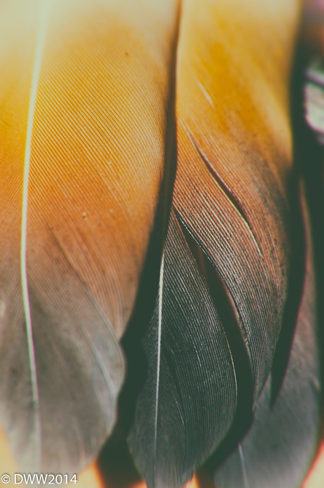 feathers color.jpg