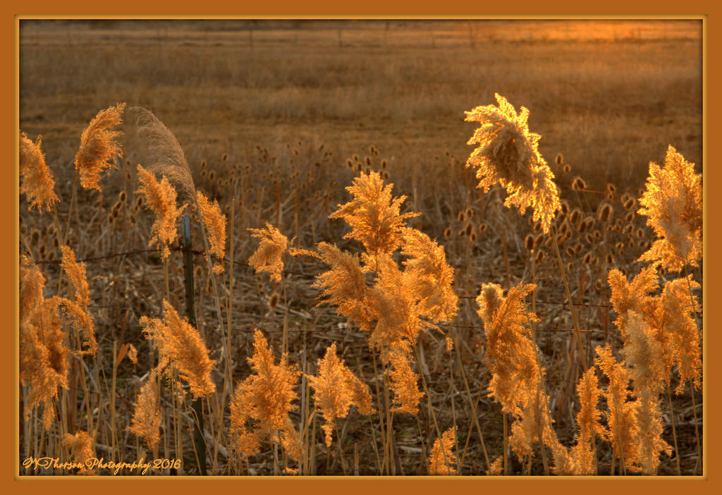 Feathery Plants at Sunset 2-28-2016.jpg