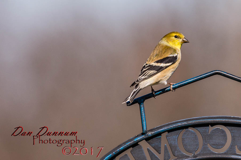February Birds 20170213-0849.jpg