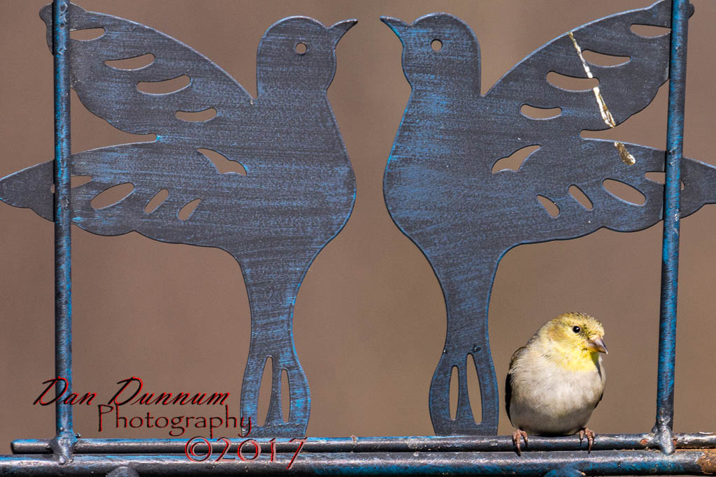 February Birds 20170213-0862.jpg