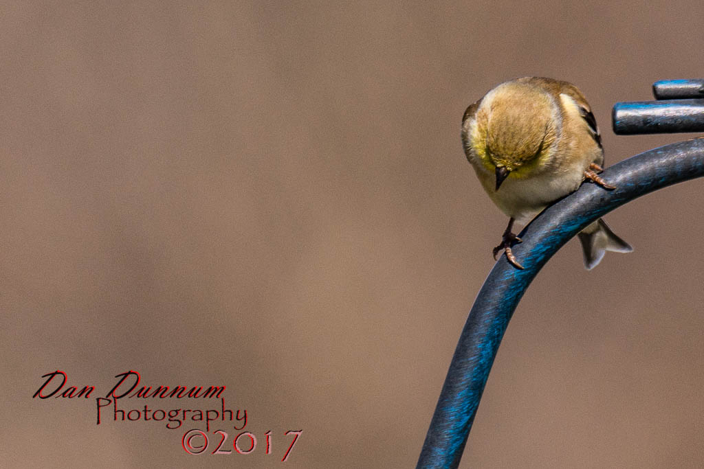 February Birds 20170213-0874.jpg