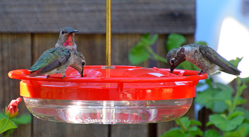 Feeder3.jpg