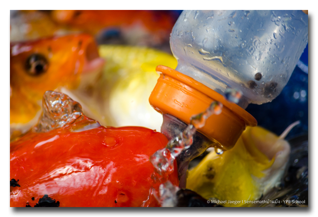 feeding-fish-1 (8).jpg