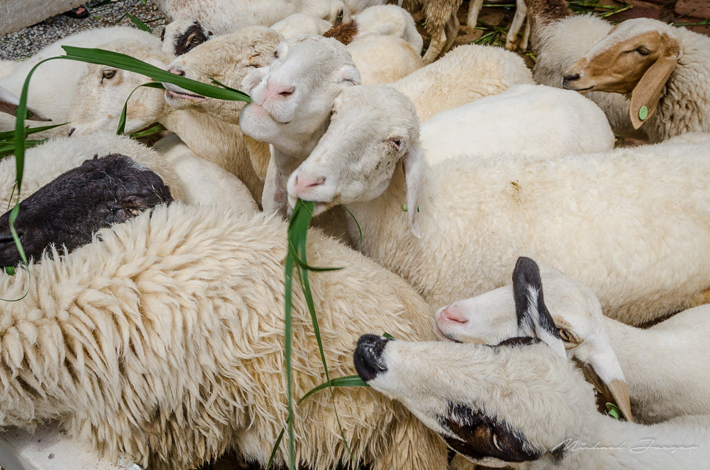 feeding-time-1.jpg