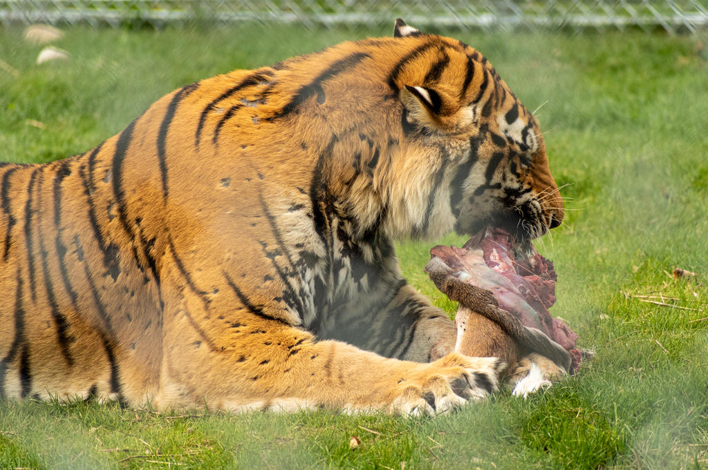 Feeding Time! 4.jpg