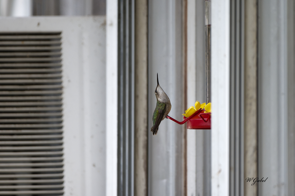 Female humming bird sm.jpg