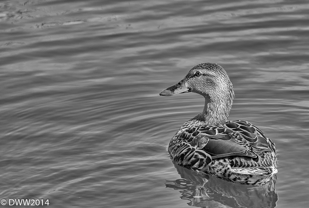 Female Mallard 3 B&W (1 of 1).jpg