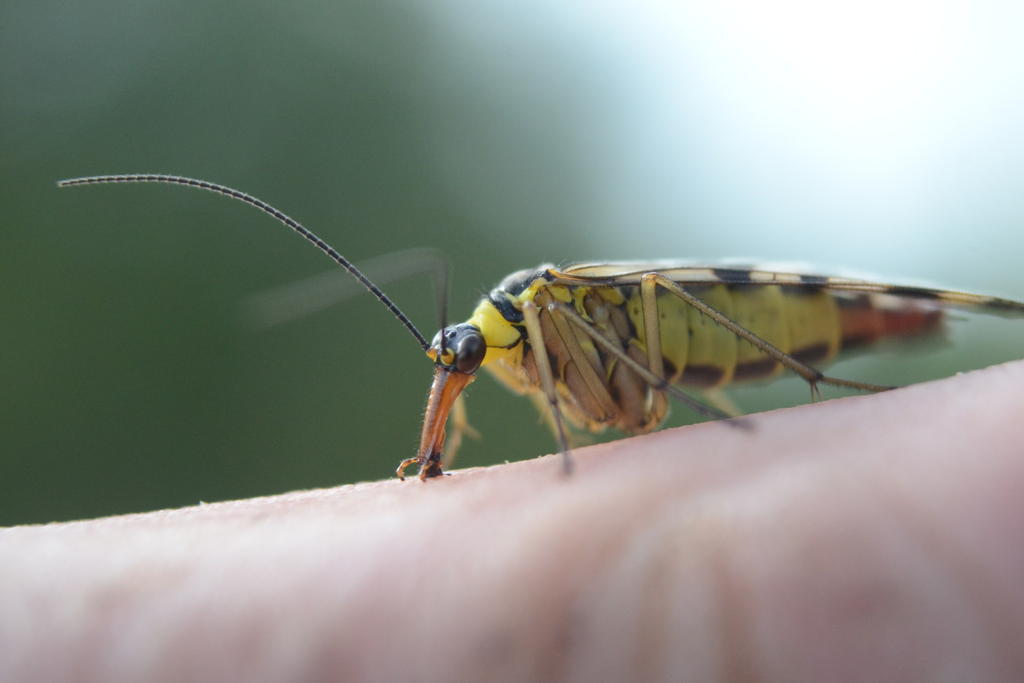 Female Scorpion Fly2.jpg