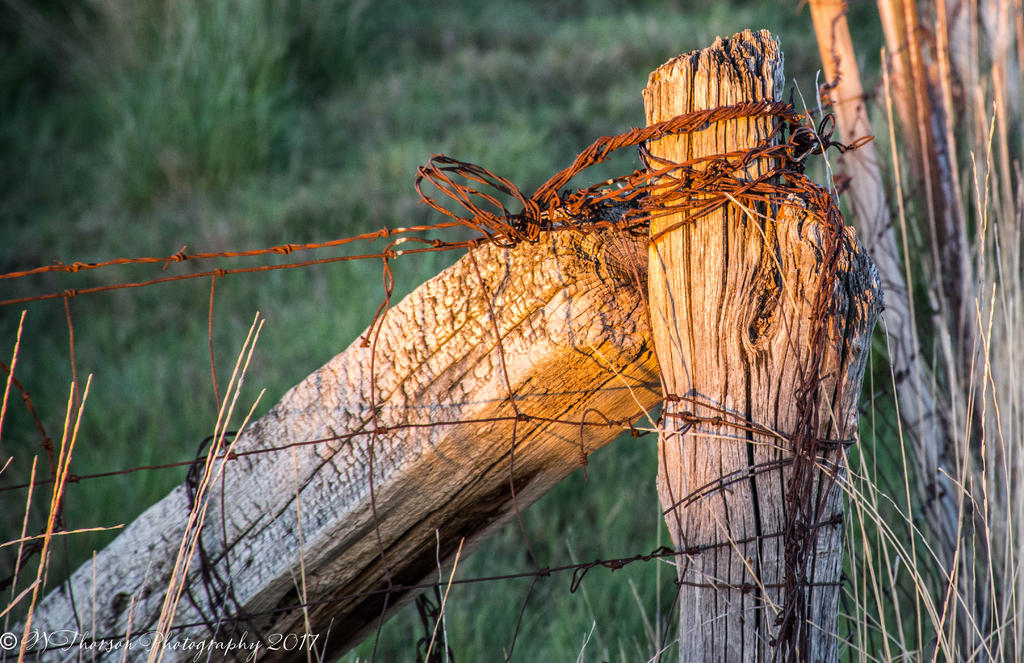 Fence Post in  Hooper 5-13-2017.jpg