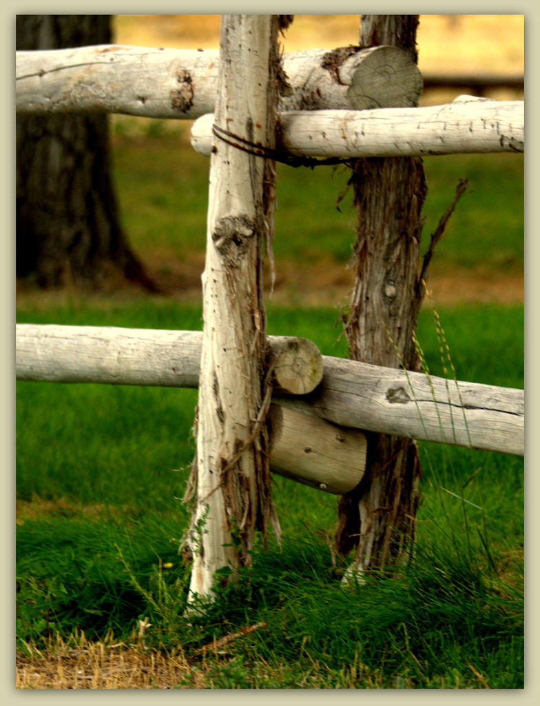Fence Post on Antelope Island.jpg