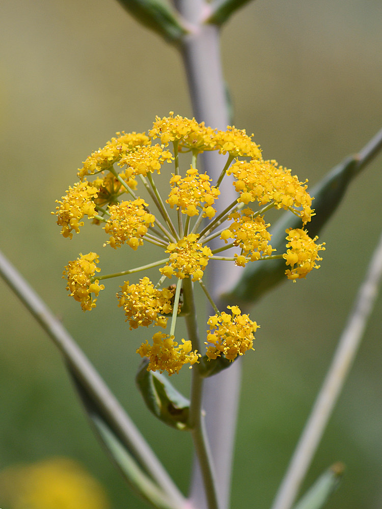Fennel.jpg