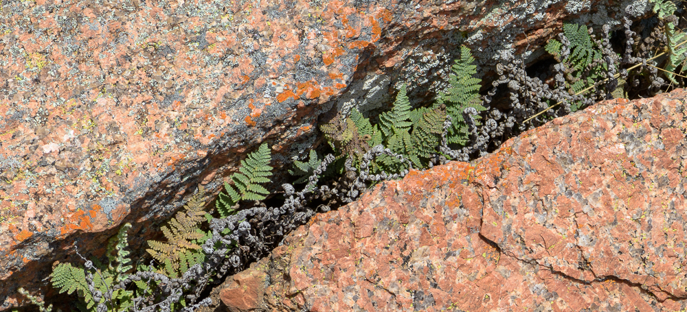 Fern Crevace-8104065.jpg