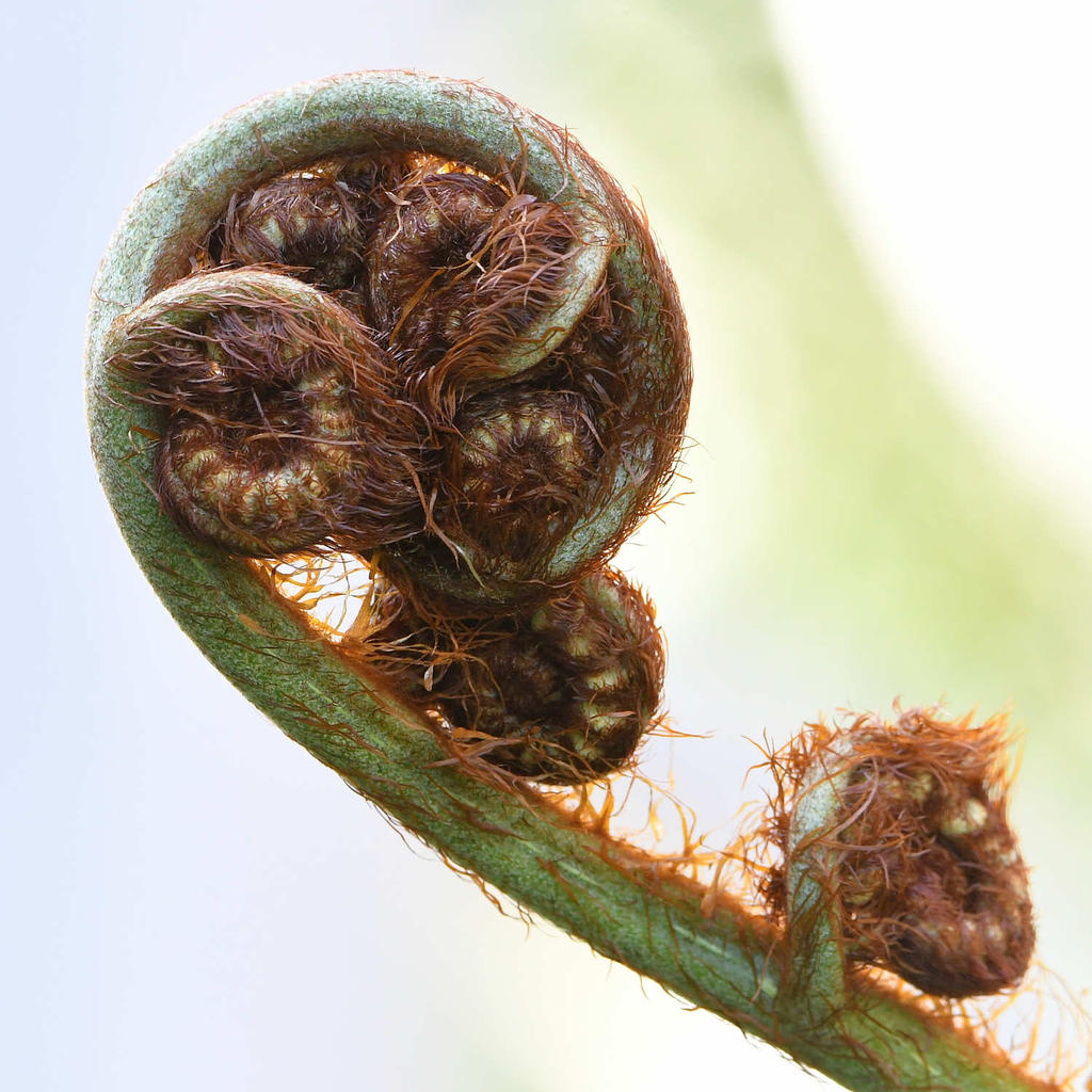 Fern.jpg