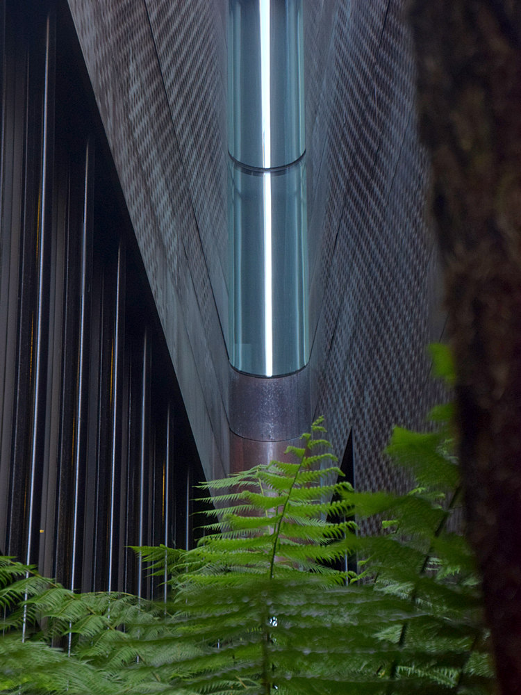 Ferns2.jpg