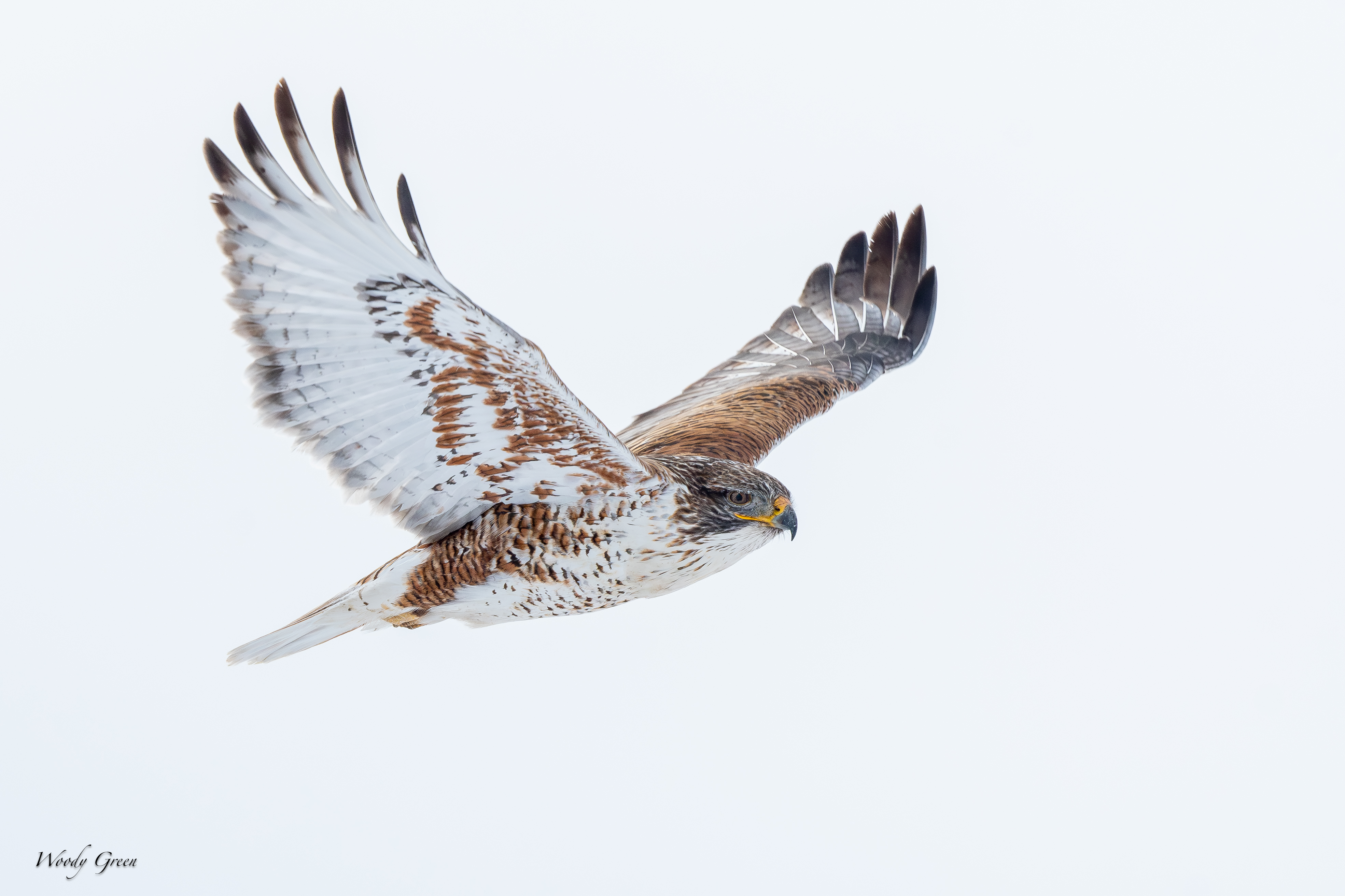 FerruginousFlight-12.jpg