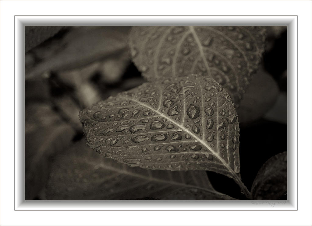 Feuiles mouillée d'automne.jpg