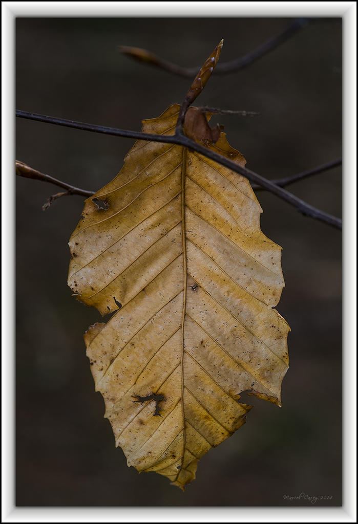 feuille d'huver au printemps.jpg