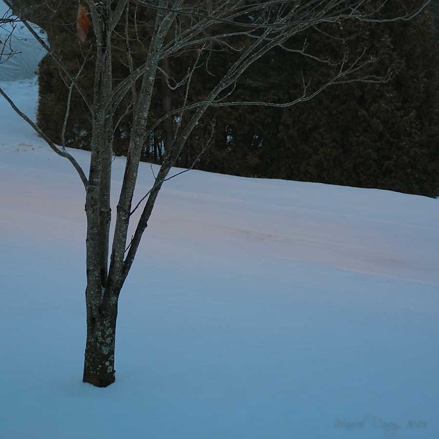 fev12 morning color.jpg