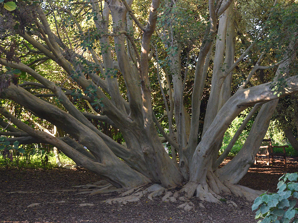 Ficus.jpg
