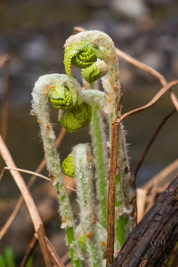 Fiddle heads.jpg
