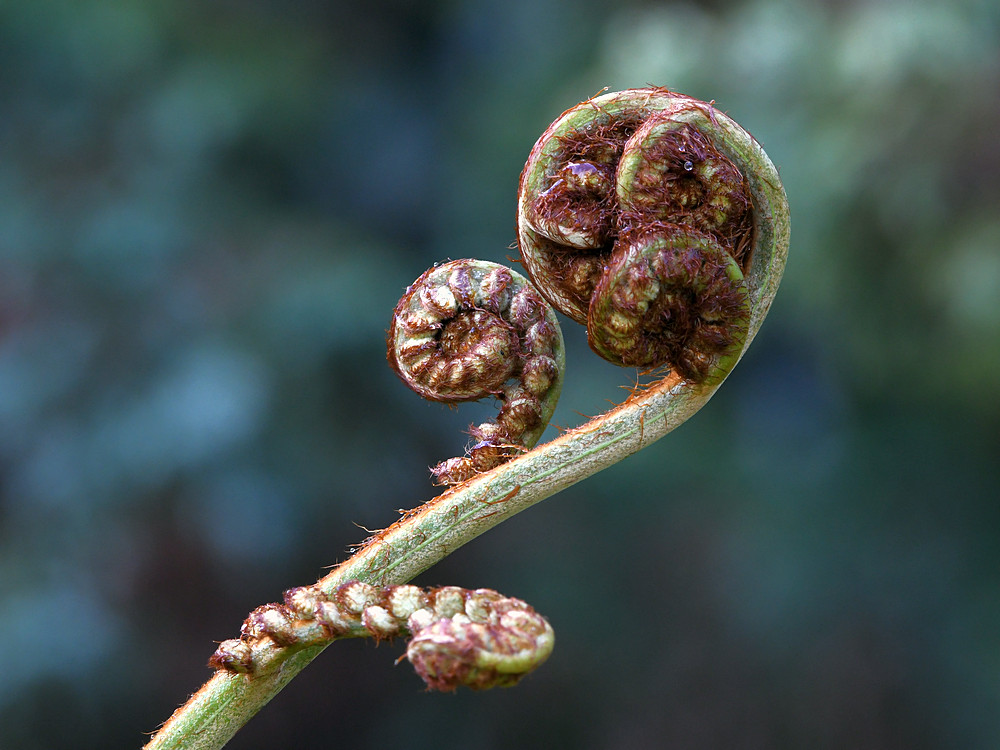 Fiddlehead.JPG