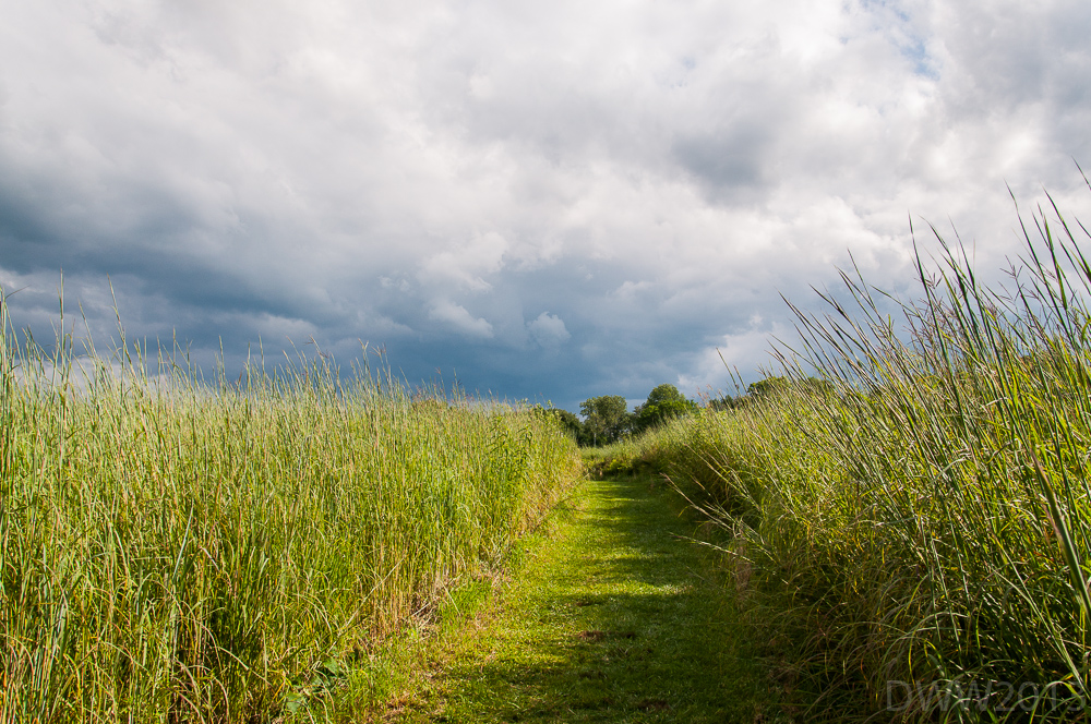 Field of grass (1 of 1).jpg