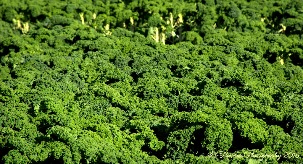 Field of Kale 10-3-2016.jpg