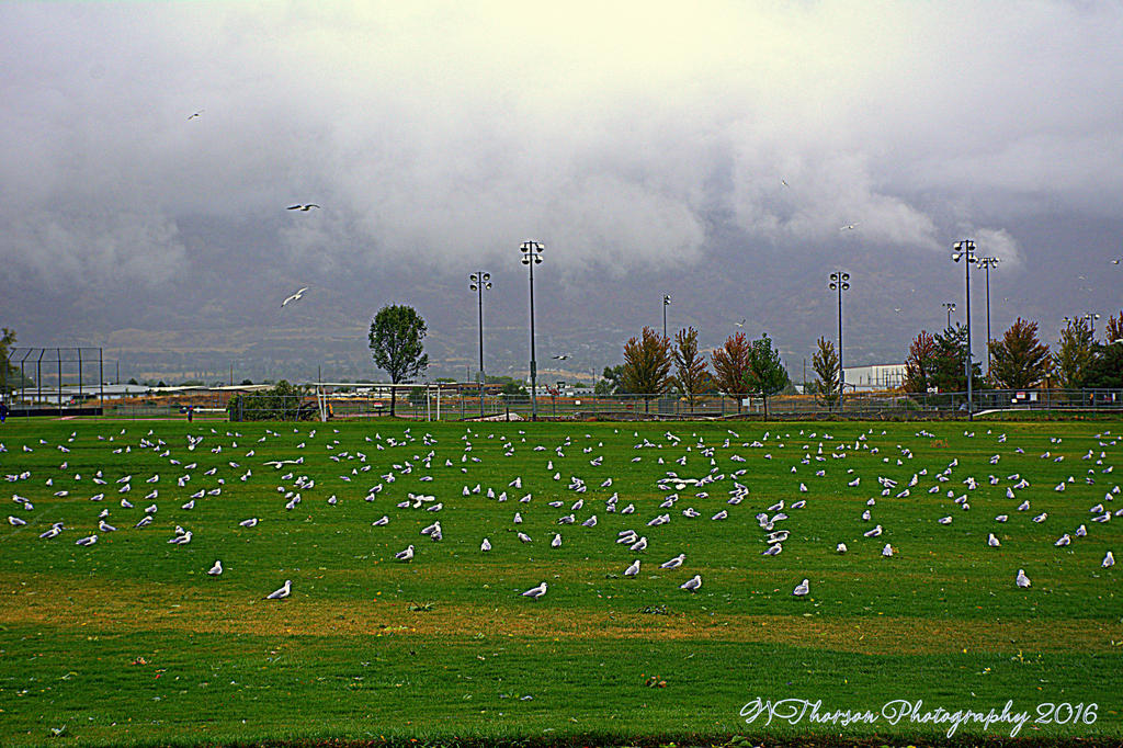 Field of Seagulls 9-23-2016.jpg