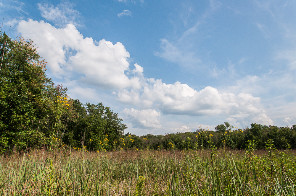Field Reserve (1 of 1).jpg