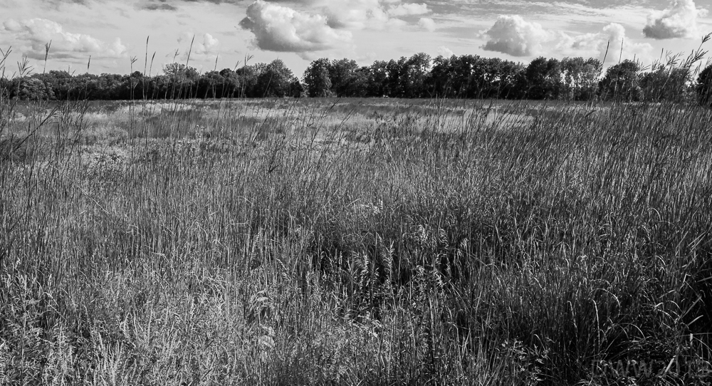 Field Reserve BW (1 of 1).jpg
