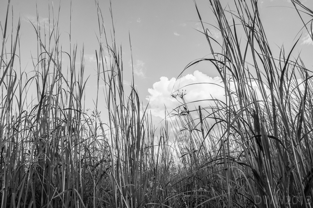 FieldBW (1 of 1).jpg