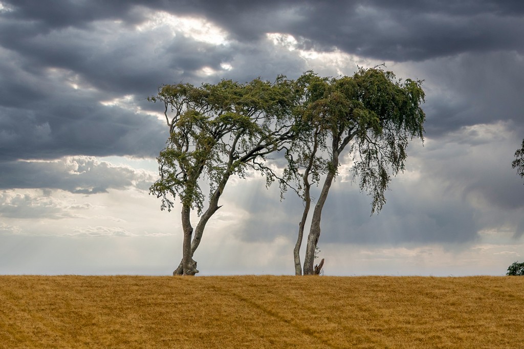 fields2-2.jpg