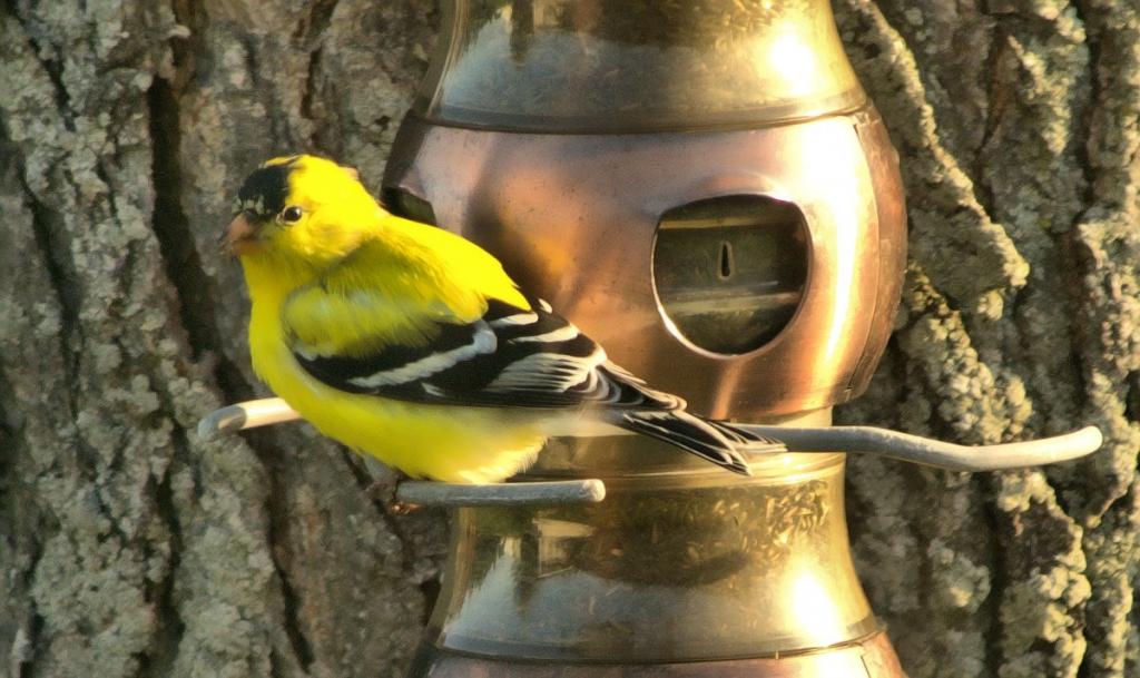 finch in gold.jpg