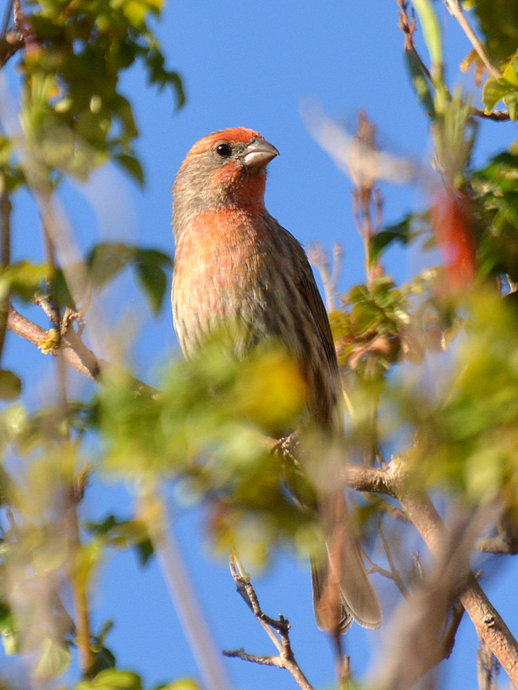 Finch.jpg