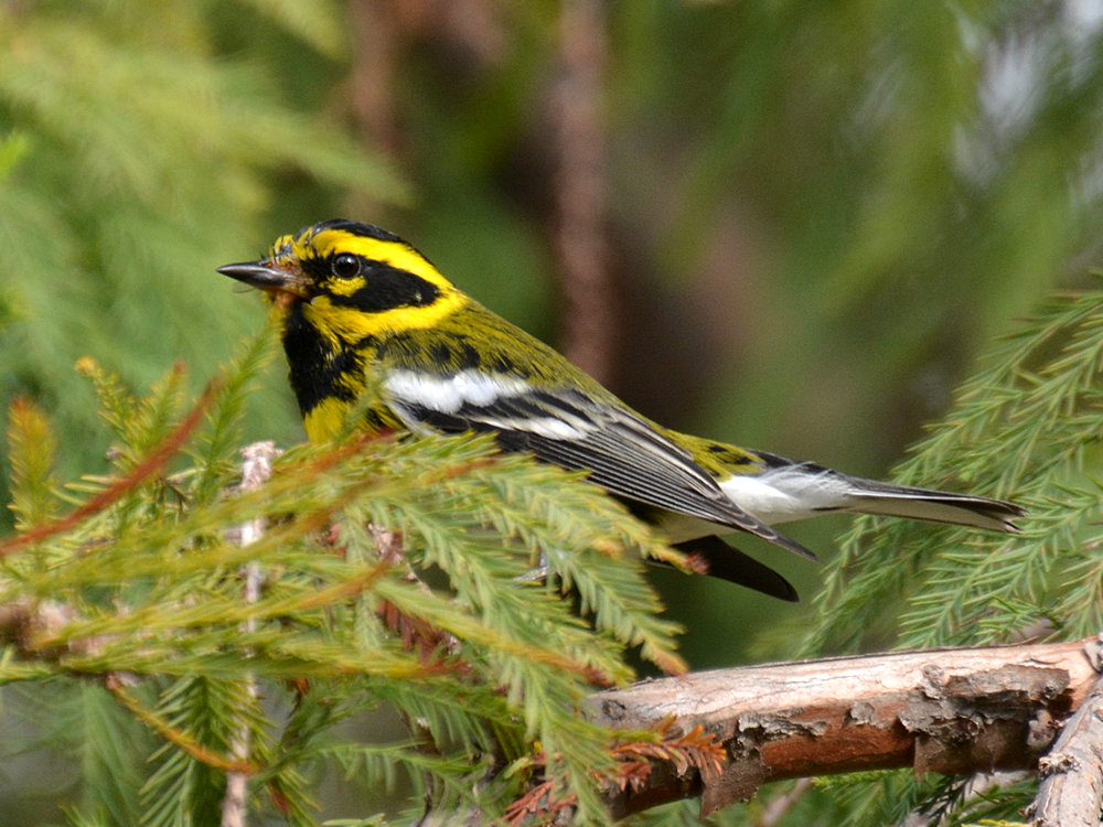 Finch.jpg