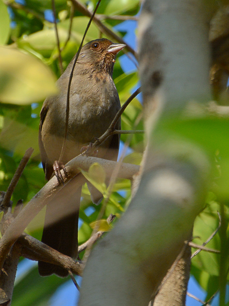 Finch.jpg