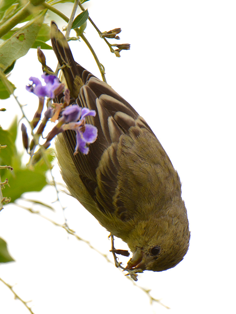 Finch.jpg