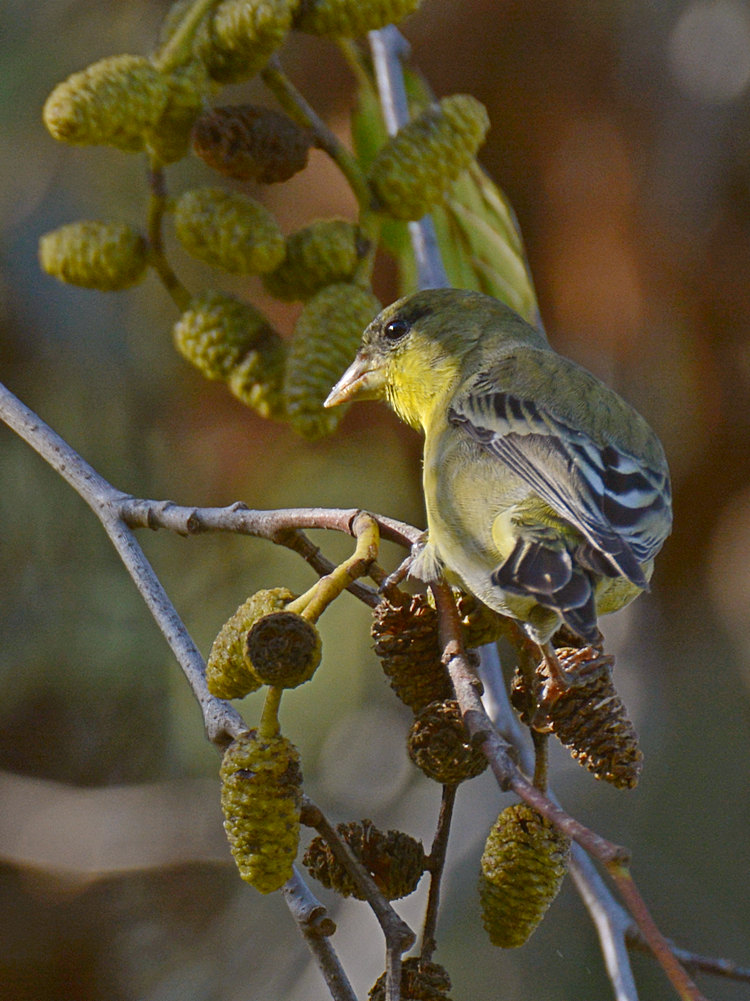 Finch.jpg