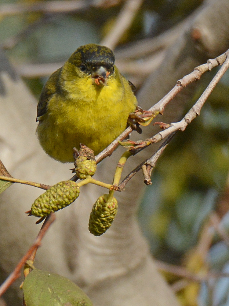 Finch.jpg