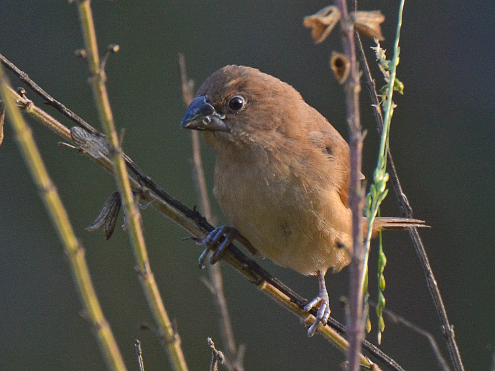Finch.jpg