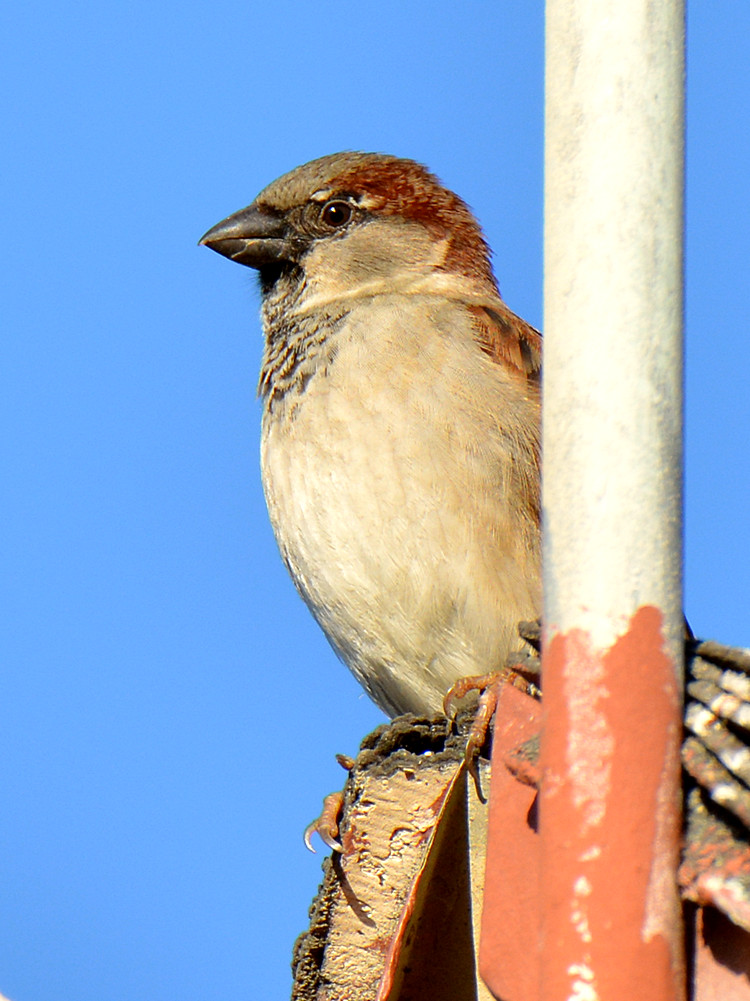 Finch.jpg