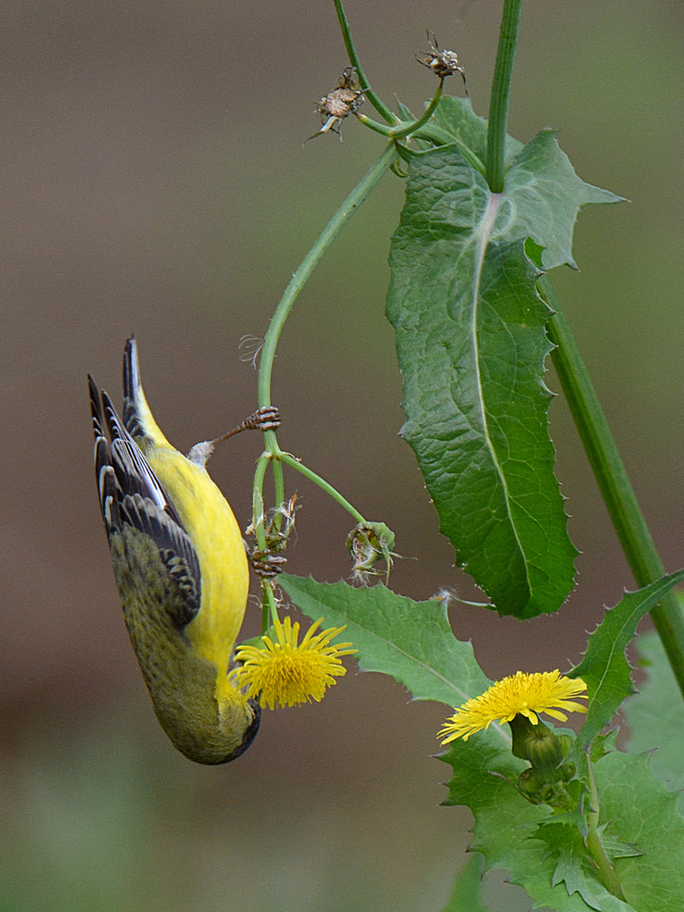Finch.jpg