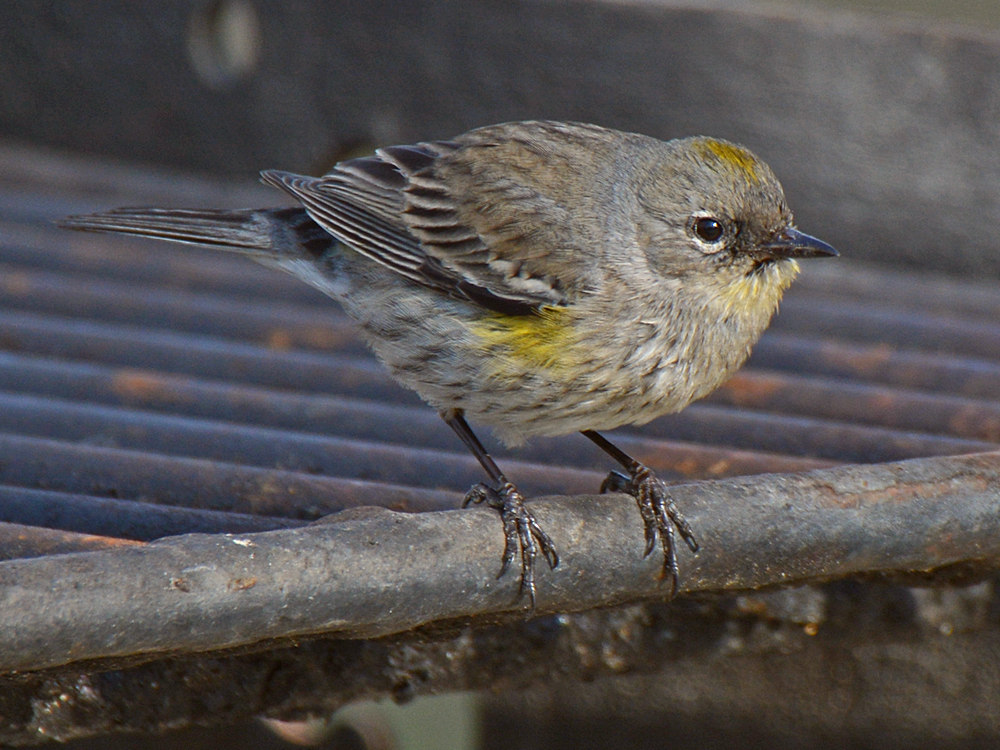 Finch.jpg