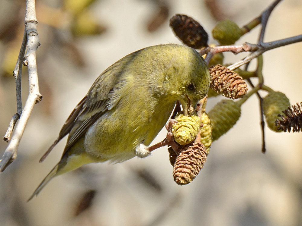 Finch.jpg