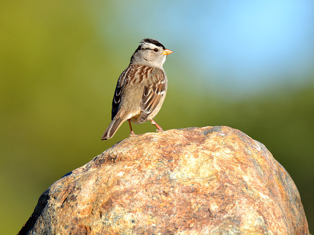Finch.jpg