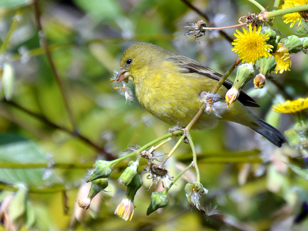Finch.jpg